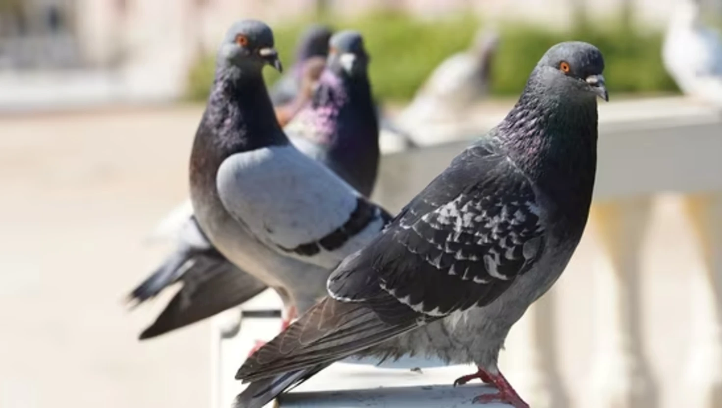 Rising Health Risks from Pigeons in Indian Cities Highlighted