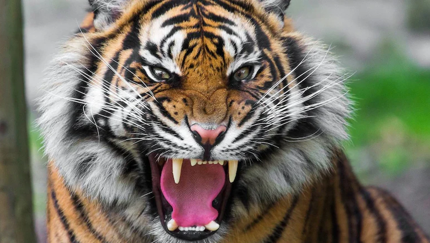 Viral Video of Alleged Tiger Attack in Maharashtra Sparks Debate