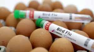 First Human Death Linked to Rare H5N5 Bird Flu Strain in the US
