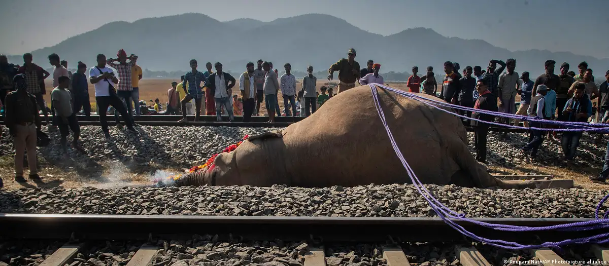 Seven Elephants Killed in Train Collision in Assam, India