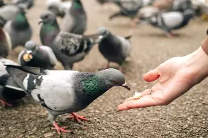 71-Year-Old Woman Fined S$3,200 in Singapore for Feeding Pigeons