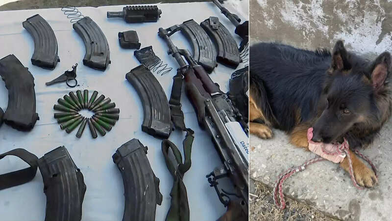 Brave Canine Soldier Tyson Recovering After Sustaining Injury