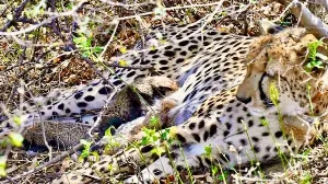 Historic Birth of Indian-Born Cheetah Cubs in Kuno National Park