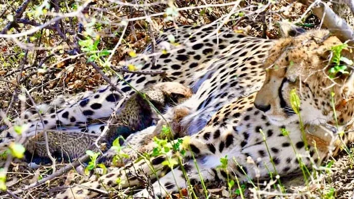 Historic Birth of Indian-Born Cheetah Cubs in Kuno National Park