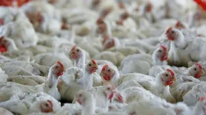 Bird Flu Outbreak in Maharashtra Causes Chicken Cull in Nandurbar