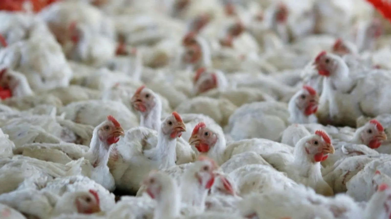 Bird Flu Outbreak in Maharashtra Causes Chicken Cull in Nandurbar