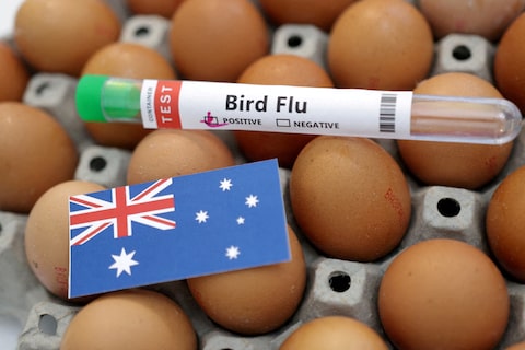 Australia Intensifies Measures Against Bird Flu Outbreak