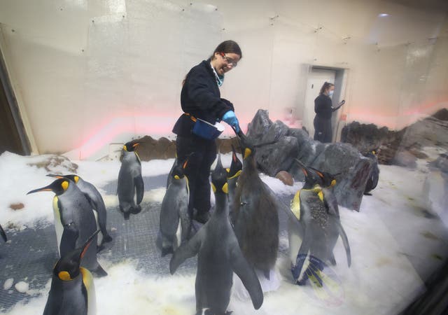 Australian Little Penguins Face Major Threat from H5 Bird Flu