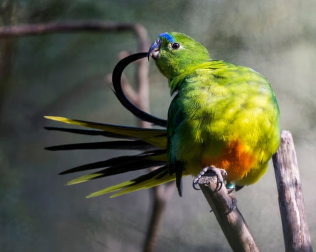 Australia Launches Bird Flu Vaccination for Vulnerable Native Birds