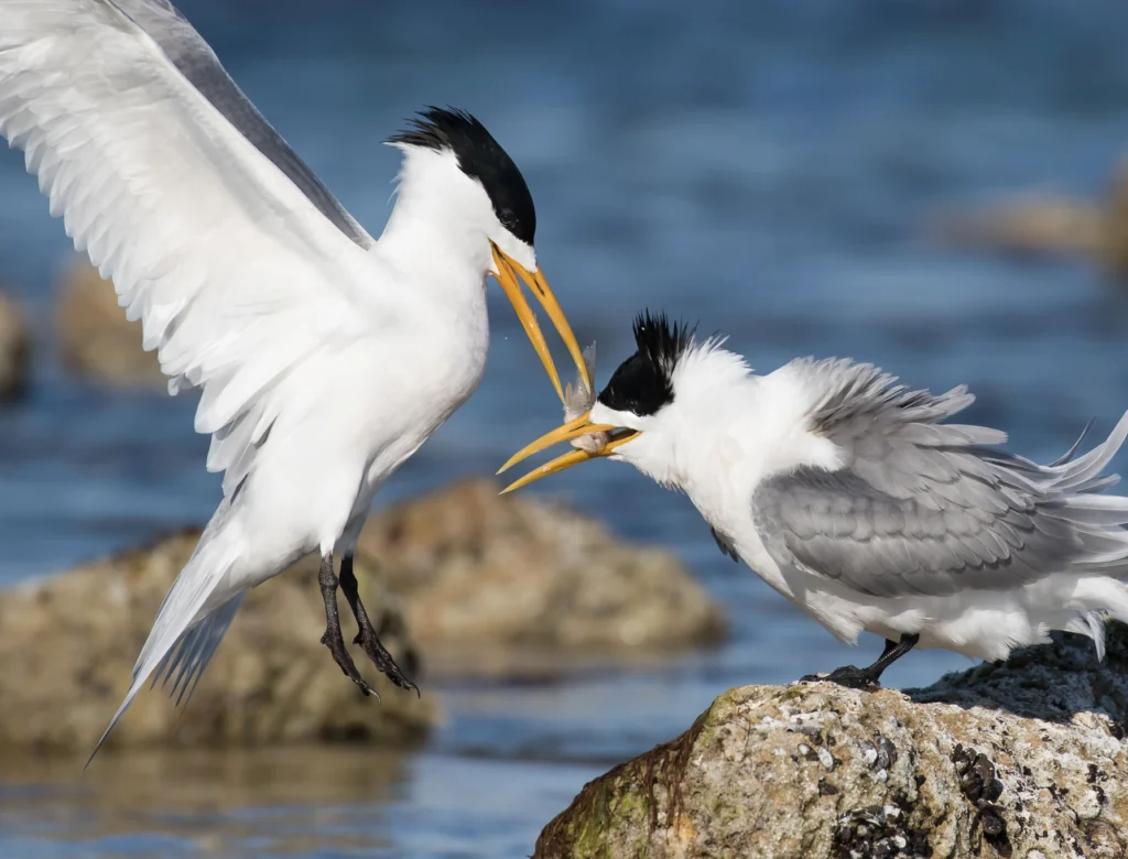 H5N1 Bird Flu Outbreak: Impact on Australian Wildlife and Conservation