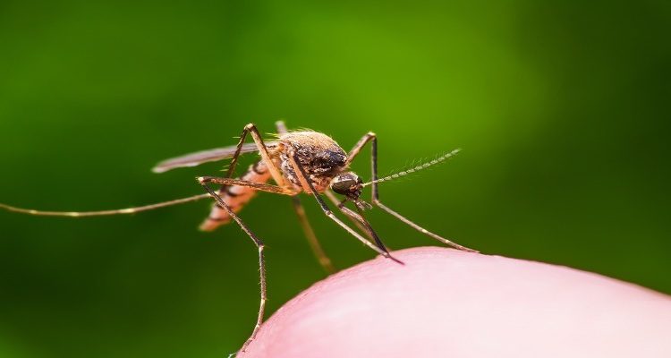 Fortis Healthcare and Takeda Launch National Dengue Awareness Campaign