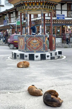 WHO Endorses Bhutan's Achievement in Rabies Elimination