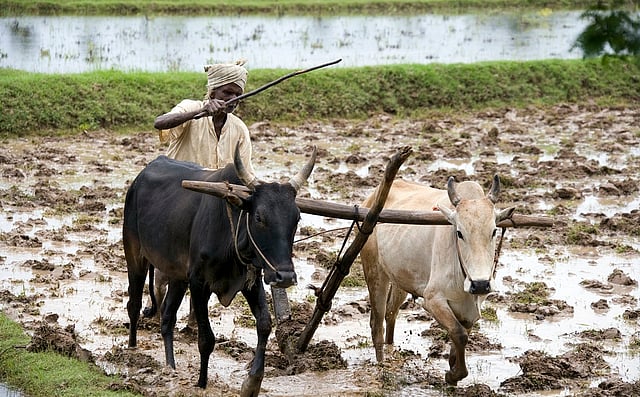 AI's Role in Transforming Indian Agriculture: The Need for Farmer Focus
