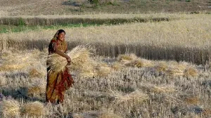 India's Rice Production Expected to Decrease by 6.5% Due to Drought