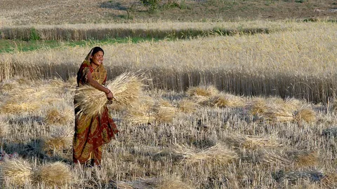 India's Rice Production Expected to Decrease by 6.5% Due to Drought