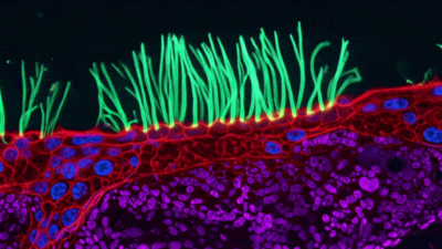 Nikon Disqualifies Winning Video in Small World In Motion Contest