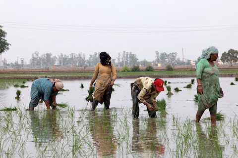 Factors Behind Rising Rice Prices in India: An Analysis