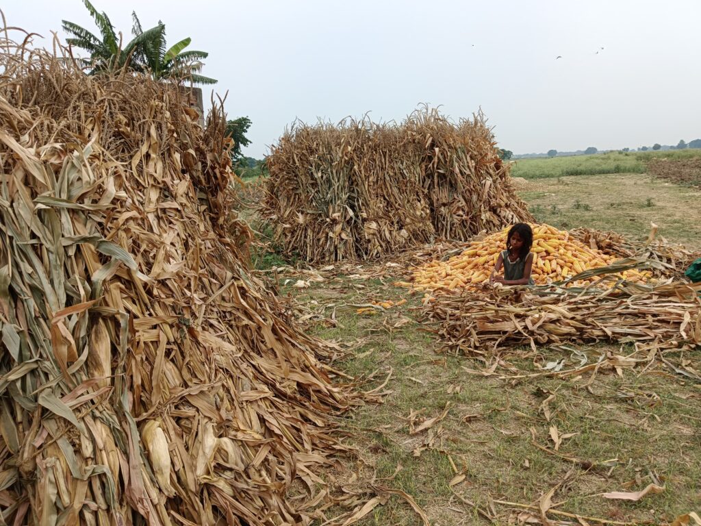 Drought Impacts Maize Supply, Creating Tensions Among Industries