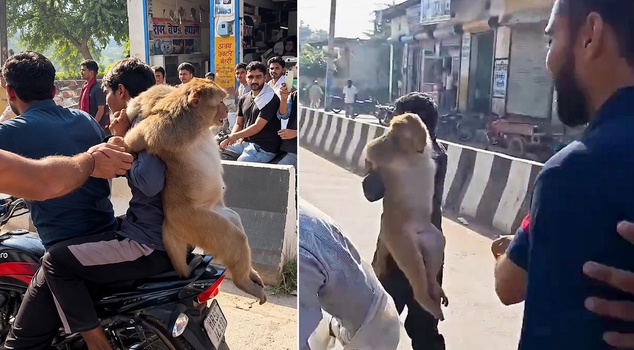 Outrage in India After Group Assaults Monkey with Sticks