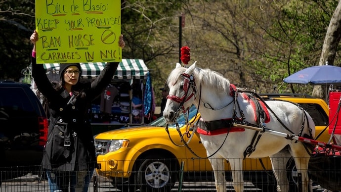 New York City Council Votes to Ban Horse-Drawn Carriages by 2028