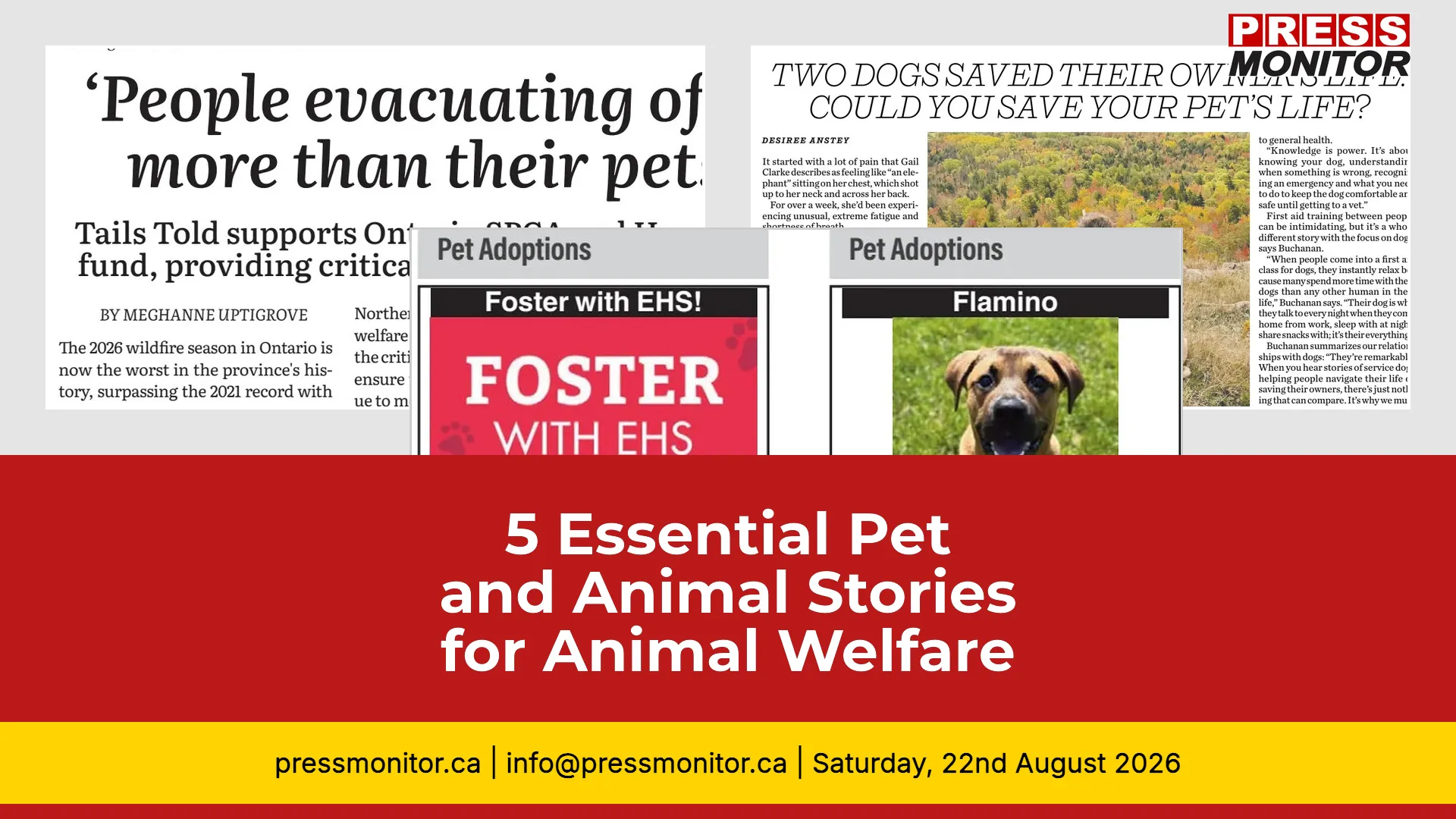 5 Essential Pet and Animal Stories for Animal Welfare Professionals